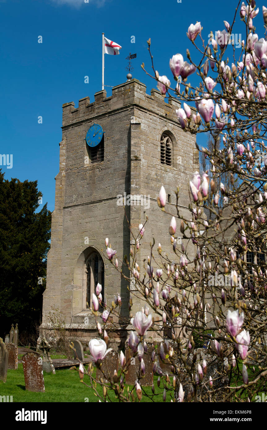 St. Peter`s Church and magnolia tree, Barford, Warwickshire, England, UK Stock Photo